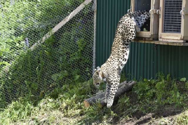 Rare leopards released into Russian reserve threatened by a ski resort 